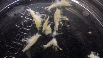 Media type: image;   Invertebrate Zoology 153512 Description: live specimen;